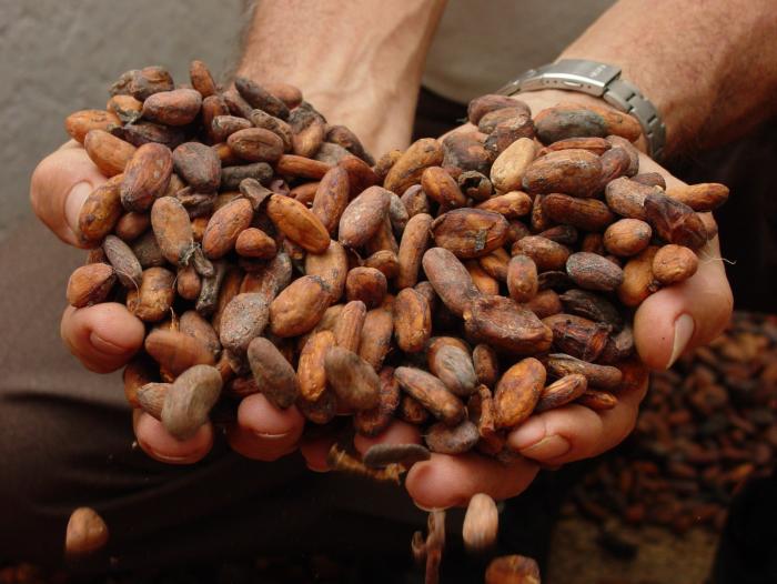 Con producción histórica de cacao llega la dulce Chocoshow